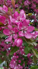 Beautiful close-up of vivid pink flowers blooming against a lush green background