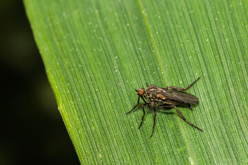 Small fly standing on a bright green leaf