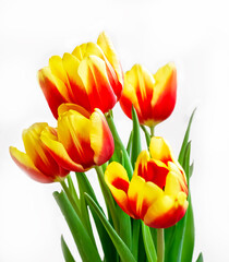 Obraz premium A bouquet of yellow-red tulips with vibrant petals, set against a white background