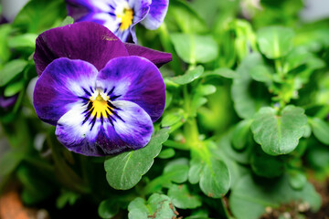 Purple violet in close-up, surrounded by lush green leaves
