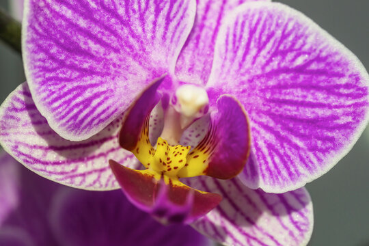  A close-up of a single pink-violet orchid flower,