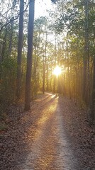 Fototapeta premium Tranquil forest path a journey through sunlit serenity