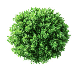 Naklejka premium Top view of lush green shrub with dense foliage on black background, cut out