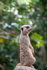 Cute meerkats at Singapore Zoo