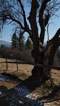 Footage Full HD 1080x1920 vertical frames, portrait mode, tree in the water