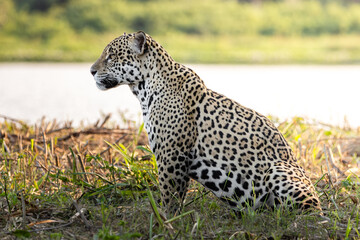 Jaguar in the Pantanal, Brazil