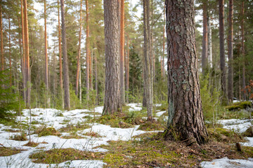 Early spring landscape in forest with melting snow