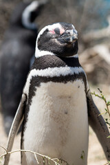 Naklejka premium Funny portrait of Magellanic penguin closing its eye