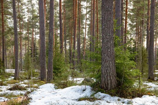 Early spring landscape in forest with melting snow - Powered by Adobe