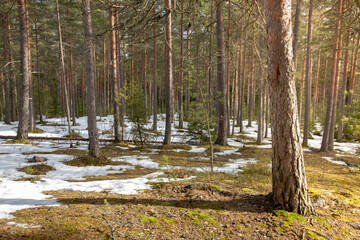Early spring landscape in forest with melting snow