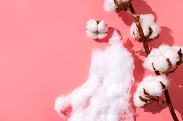 Cotton branch with white flowers and pieces of cotton wool on pink background top view. Organic...