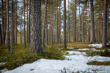 Early spring landscape in forest with melting snow