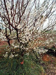 cherry blossom tree on farm field