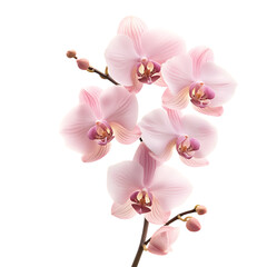 Obraz premium orchid,botanical flowers,botanic,flower,blooming flower,flower stem,flower plant,floral leaves,flower leaf,beautiful flowers,elegant flower,floral,bloom,blossom,leaf,plant,sprout,floral flower,elegant