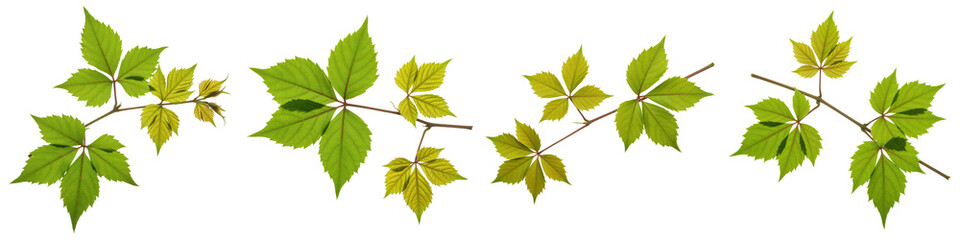 Wild Grape Vine Sprig, Cut Out Set
