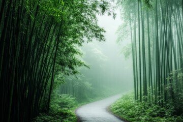 Fototapeta premium A path winding through a bamboo forest, with soft light filtering through the towering green stalks