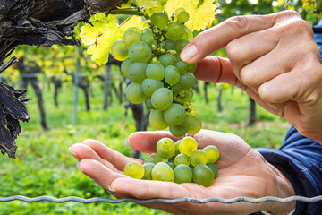 Closeup of a hands of a woman gently picking fresh green grapes, harvesting ripe berries from a...