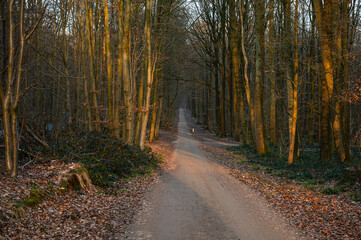 Obraz premium Gravel road through colorful tree lane at dusk in Tervuren, Flemish Brabant Region, Belgium