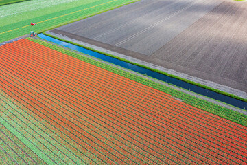Aerial view of blooming colorful tulip fields in the Netherlands