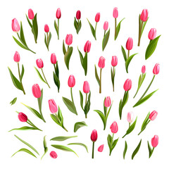 Obraz premium Colorful collection of hand drawn flowers. Pink Tulips isolated on a white background. Spring bouquet for holidays. 