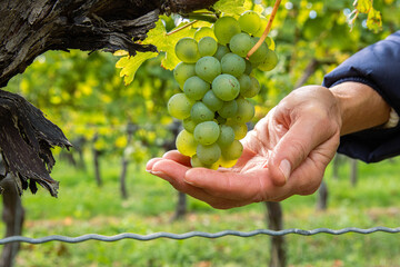 Woman holding a bunch of ripe grapes in open hands. Green grape cluster hanging on a twisted vine....