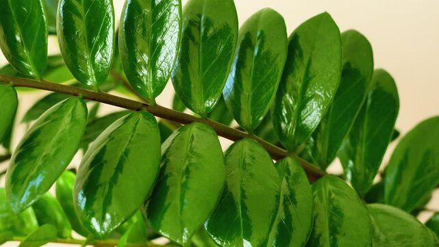 A long branch of Zamioculcas in close-up under natural light. The glossy green leaves reflect soft sunlight, showing rich texture and structure. A fresh, healthy houseplant perfect for interior decor