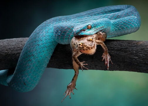 View of blue insularis snake swallowing a frog on a tree branch in a tropical jungle, Batam, Riau Province, Indonesia.
