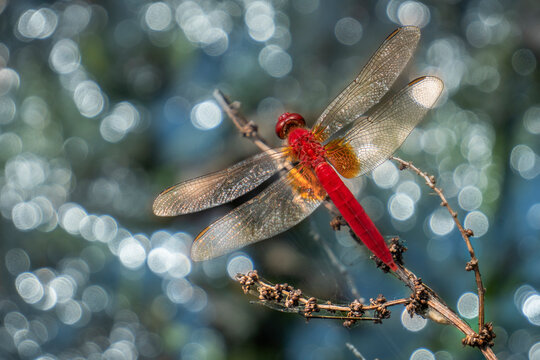 View of a beautiful red dragonfly on a branch with vibrant bokeh and serene water reflection, Fukuoka, Fukuoka Prefecture, Japan.
