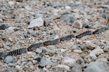 column of pine processionary caterpillars