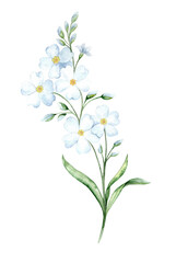 Watercolor illustration of delicate blue forget-me-nots. Elegant floral arrangement of wildflowers for spring decor, cards and prints.