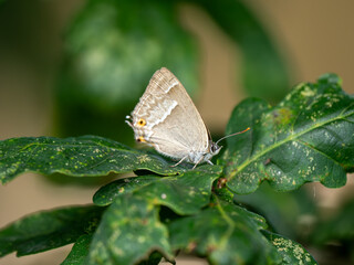 Purple Hairstreak on an Oak Tree