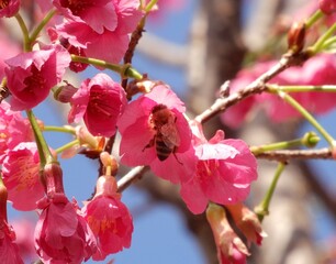 花の蜜を集めるミツバチ