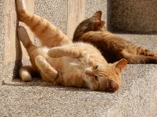 日光浴で金色く日焼けする若い茶トラ猫