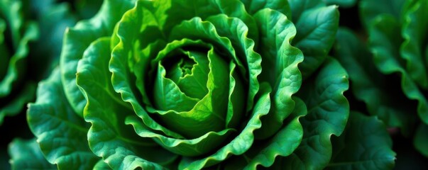 Fototapeta premium Dark green kale leaves, vibrant texture, isolated , antioxidant, farm