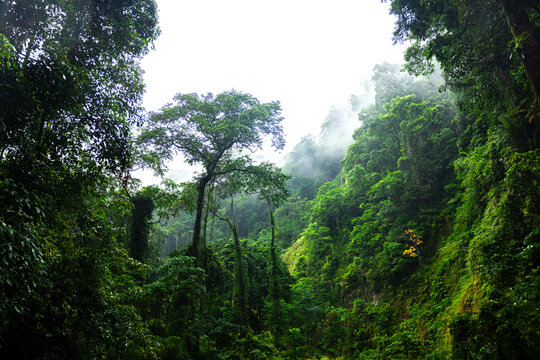 View of rainforest in a valley near Senaru on the foot of Rinjani Volcano, Lombok