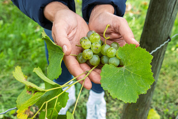 Woman is holding cluster of freshly harvested green grapes with vine leaf in open hands. Fresh...