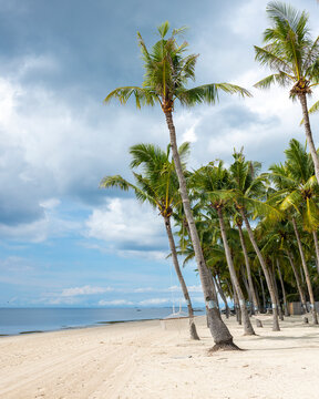 View of hangmat on Panglao beach with vibrant palm trees, island of Bohol, Philippines
