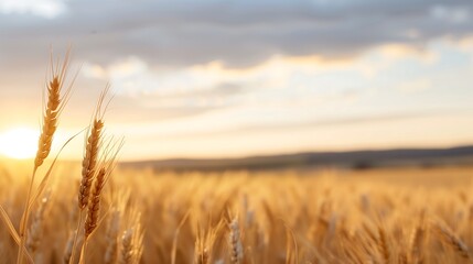 Naklejka premium Endless golden wheat fields ripple in the warm summer wind, stretching toward the horizon under a sky painted with soft pastel hues of dusk.