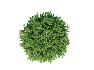 Cigar tree top view png alpha channel