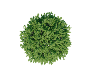 Cigar tree top view png alpha channel