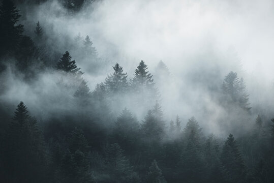 View of misty forest with lush trees and serene atmosphere, Hinwil, Zurich, Switzerland.