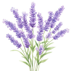 Obraz premium Lavender Bouquet: An exquisite illustration of a lavender bouquet, depicting the delicate beauty and soothing colors of these beloved fragrant flowers.