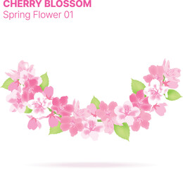 Sakura or Cherry Blossom Arranged in Borders