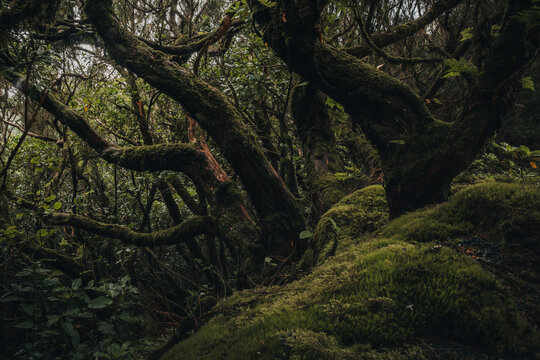 View of lush and mystical forest with dense foliage and ancient trees, Parque Rural de Anaga, Santa Cruz de Tenerife, Spain.