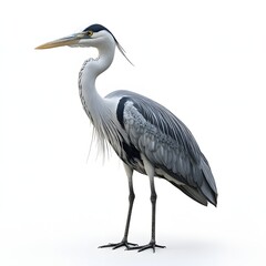 Fototapeta premium A stunning image of a grey heron, isolated on a white background. Its elegant posture and detailed feathers are beautifully captured. Detailed Animal isolated on white background. Adorable Hedgehog