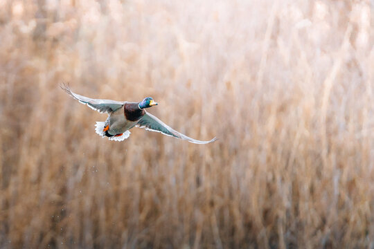 View of a beautiful duck flying gracefully in a serene natural environment, Tenero, Ticino, Switzerland.