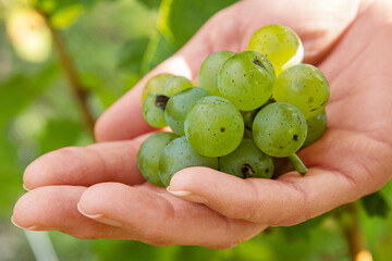 Woman is holding cluster of freshly harvested green grapes in open hands. Fresh grapevines cluster resting in an open palms. Vineyard farming, fruit cultivation, wine making, food production.
