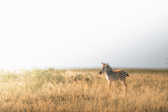 View of zebras roaming in peaceful grassland during golden hour, Manyara, Arusha, Tanzania.