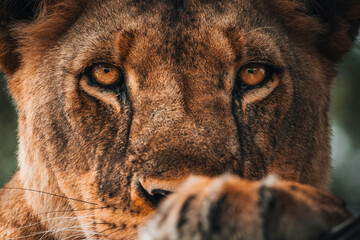 View of a majestic lion in close up with intense gaze in its natural habitat, Manyara, Arusha, Tanzania.
