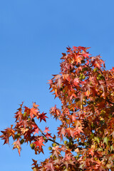 American sweetgum leaves in autumn